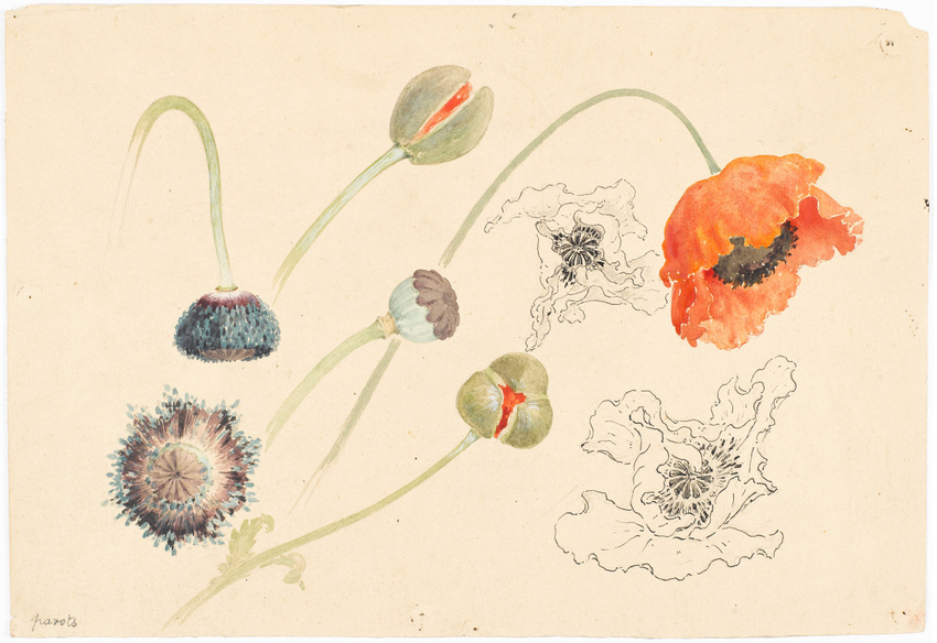 Emile Gallé - Coquelicot