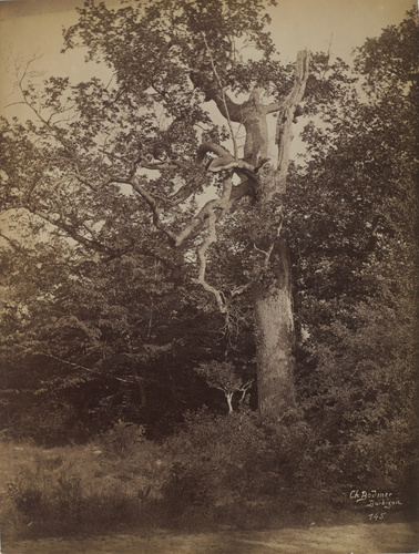 Forêt de Fontainebleau