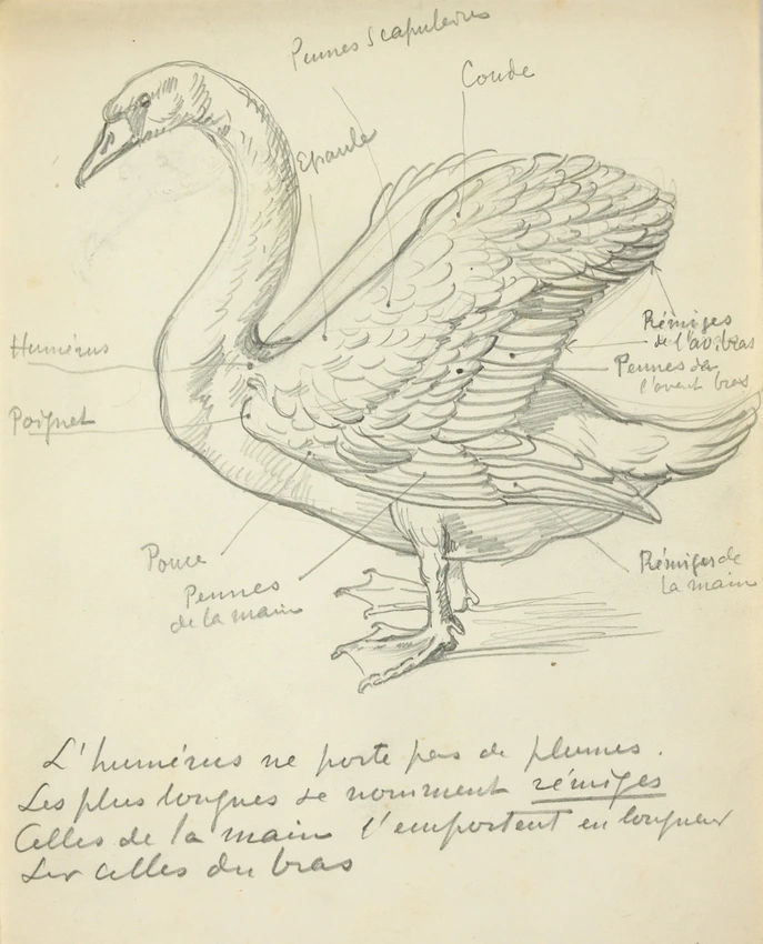 Eugène Grasset - Cygne de profil