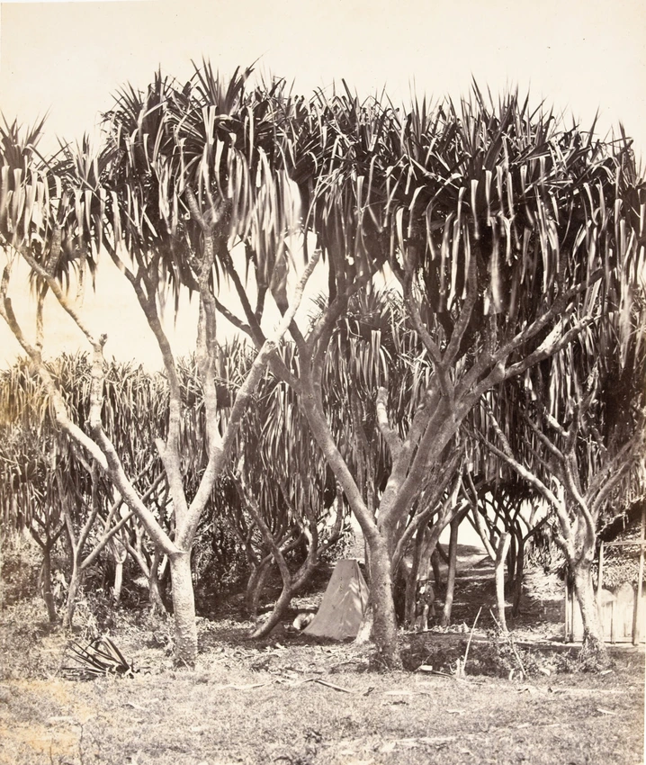 Vacoas Pandanus utilis ClaudeJoseph Désiré Charnay Musée d'Orsay