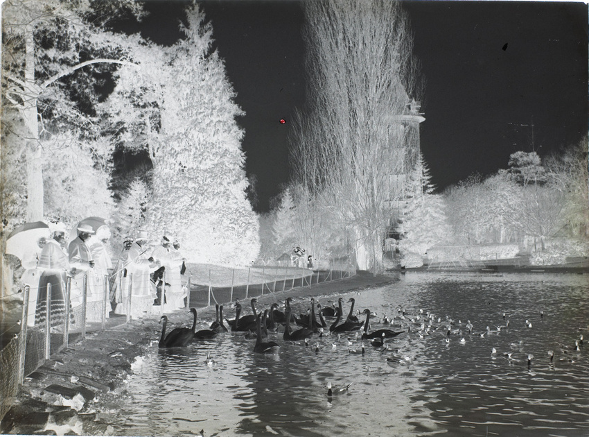 Henri Lemoine - Plan d'eau avec cygnes et canards, jardin d'acclimatation