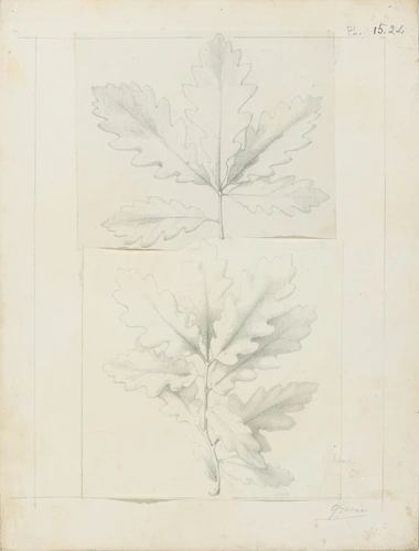 Deux études de feuilles de chêne - Victor Ruprich-Robert