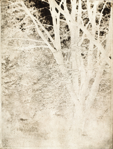 Théodule Devéria - Vue de forêt, étude d'arbres