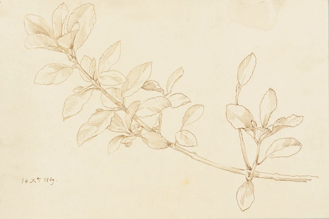 Claudius Popelin - Etude de branche d'arbre fleurie