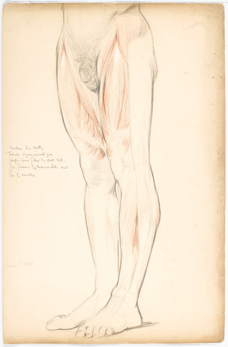 Emile Bernaux - Dessin anatomique des muscles des jambes d'un homme, vue ventral...