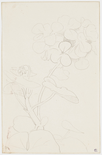 Odilon Redon - Géranium