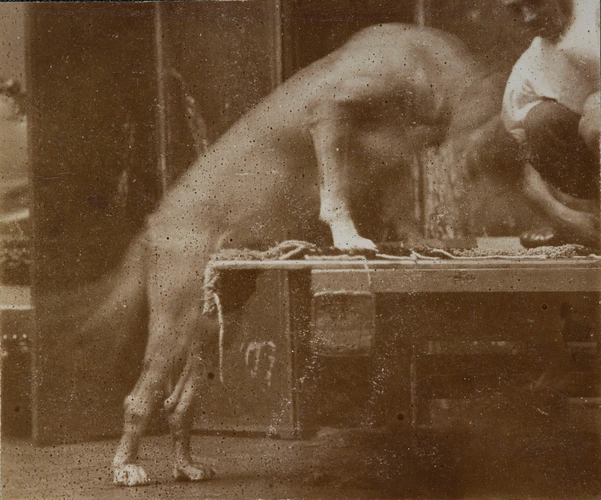 Chien grimpant sur une estrade ? - Jacques De Lalaing