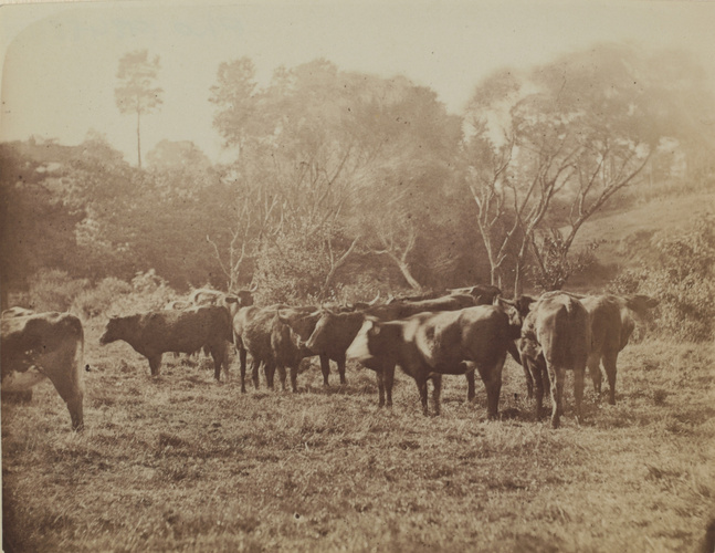 Paysage avec vaches