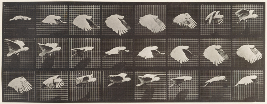 Eadweard Muybridge - Perroquet volant