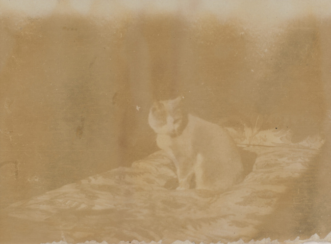 Pierre Bonnard - Le Chat au pelage bicoloré dressé sur un lit