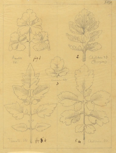 Etude de feuilles d'ancolie, de chélidoine, de tomate - Victor Ruprich-Robert