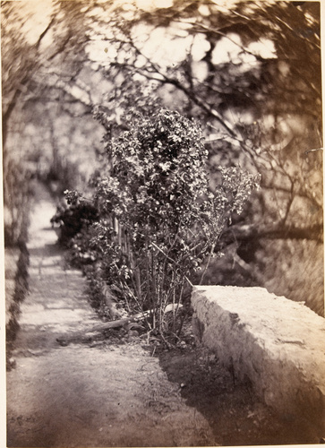 Achille Bonnuit - Coin du jardin