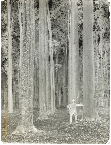 Homme appuyé à un tronc d'arbre, en forêt - Anonyme