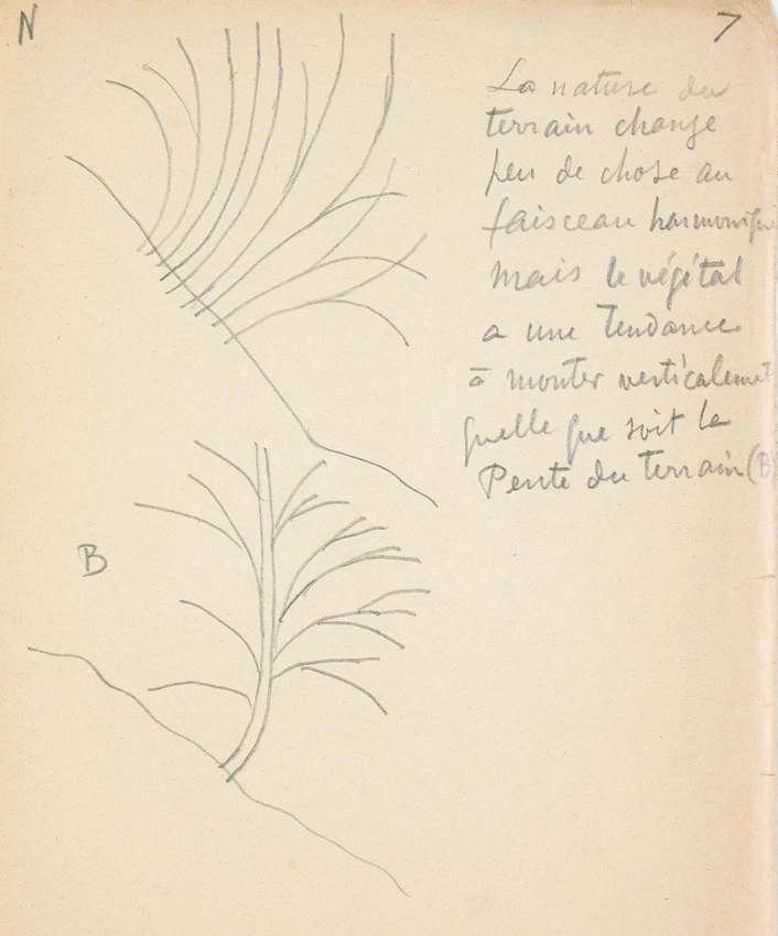 Arbres en pente - Eugène Grasset