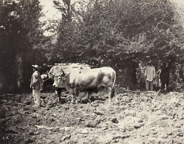 Constant-Alexandre Famin - Laboureur et attelage de boeufs