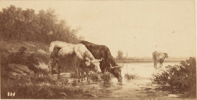 André Adolphe Eugène Disdéri - Peinture représentant des vaches s'abreuvant
