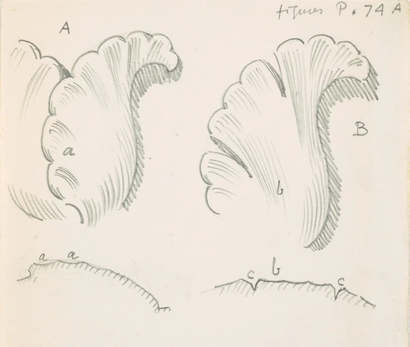 Eugène Grasset - Détails d'une fleur en relief, vus de face et en coupe