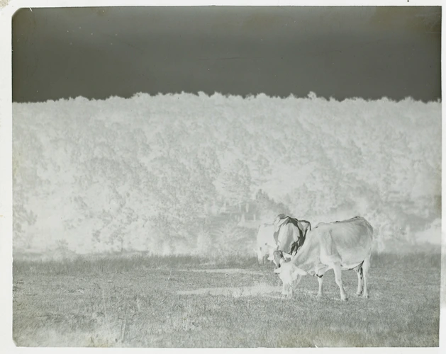 Paul Haviland - Vaches dans un pré