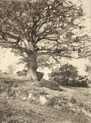 Arthur Algernon Taylor - Chêne à Pradals, Ariège