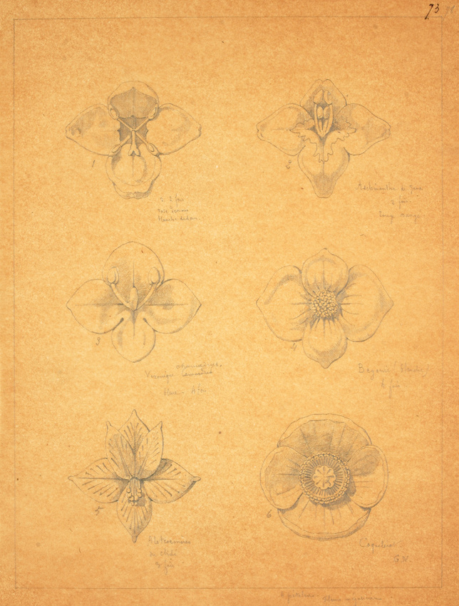 Victor Ruprich-Robert - 6 croquis de fleurs : Aes hinante de Java, Véronique, Bé...