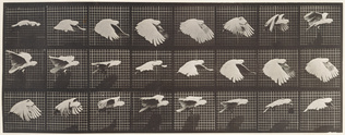 Eadweard Muybridge - Perroquet volant
