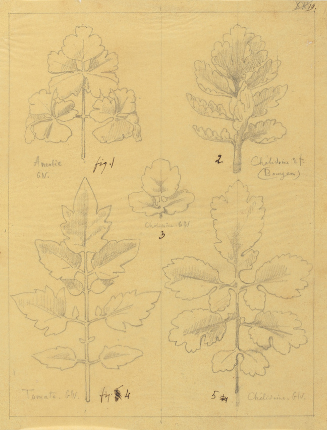 Victor Ruprich-Robert - Etude de feuilles d'ancolie, de chélidoine, de tomate