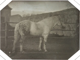 Etude : cheval blanc dans un enclos - Louis Bisson