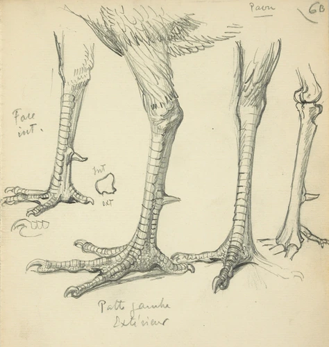 Eugène Grasset - Pattes de paon
