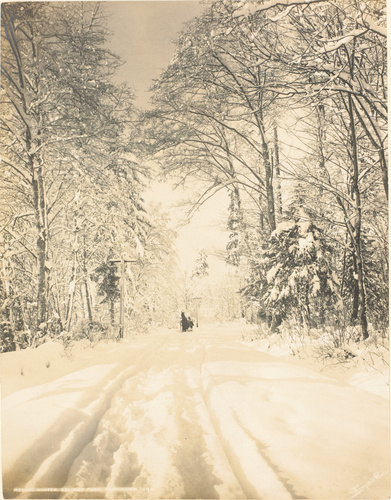 Stephen Joseph Thompson - Record winter, Stanley Park, Vancouver