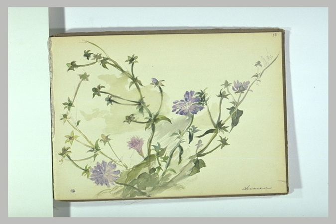 Léonide Bourges - Fleurs : centaurées