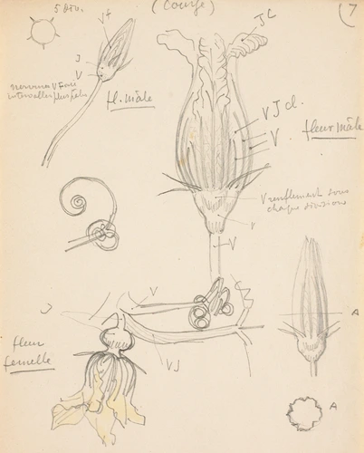 Eugène Grasset - Fleurs de courges