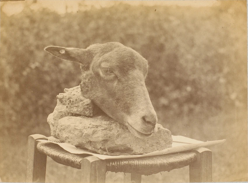 Tête de mouton coupée - Anonyme | Musée d'Orsay