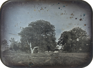 Anonyme - Grands chênes, forêt de Fontainebleau (?)