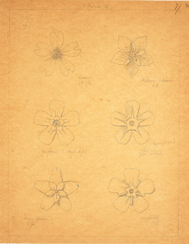 Victor Ruprich-Robert - 6 croquis de fleurs à 5 pétales, mauve, asclépia, cynogl...