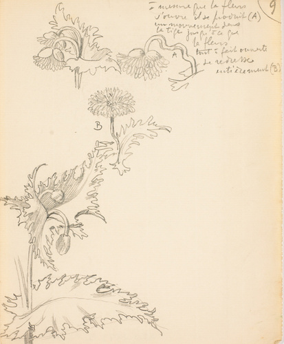 Eugène Grasset - Pavot
