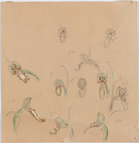 Emile Gallé - Semis d'orchis