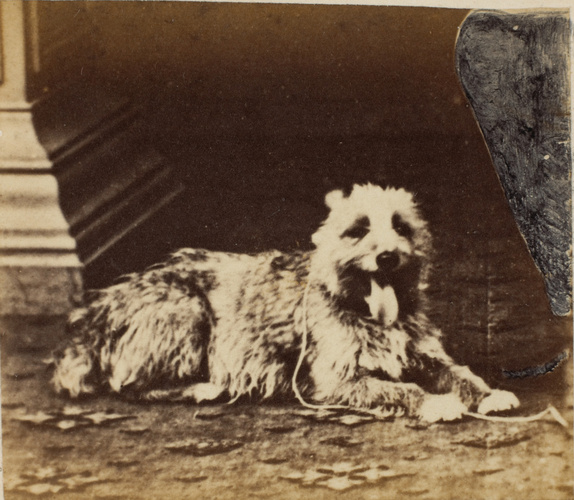 André Adolphe Eugène Disdéri - Un chien
