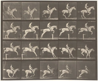 Eadweard Muybridge - Saut d'obstacle, cheval blanc