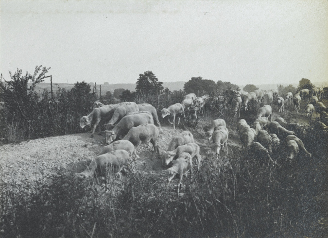 Charles Augustin Lhermitte - France, un troupeau de moutons