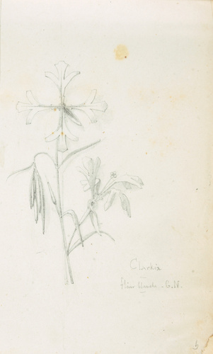 Victor Ruprich-Robert - Clarkia