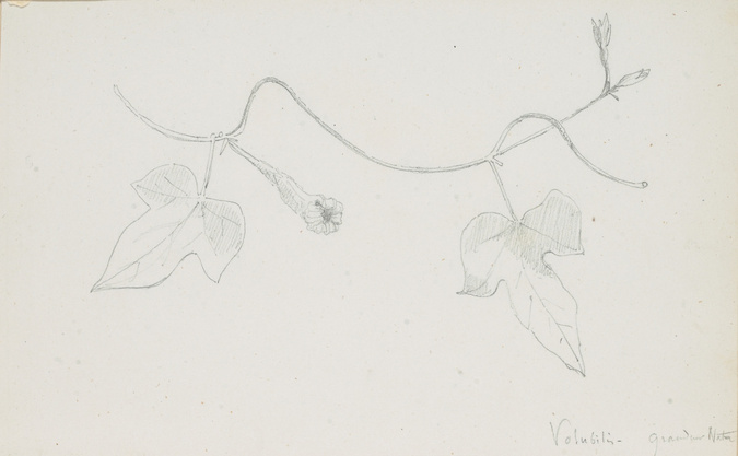 Victor Ruprich-Robert - Volubilis