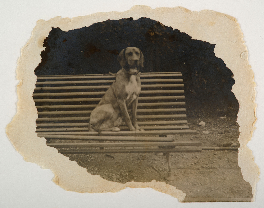 Pierre Bonnard - Le Chien Mouche sur un banc