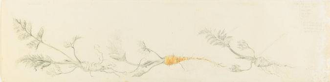 Emile Gallé - Modèle de décor pour un panier Carottes en faience : frise de troi...
