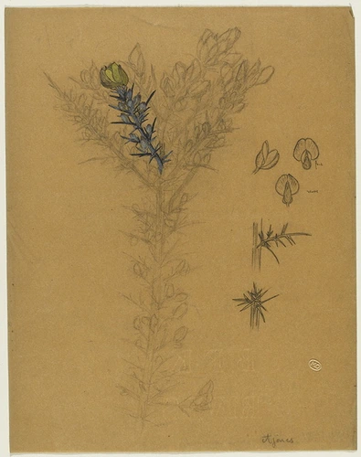 René Lalique - Etude de rameaux d'ajoncs, trois études d'une gousse et d'une fle...