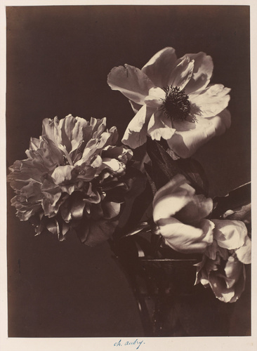 Charles Aubry - Pivoine et fleurs de clématite