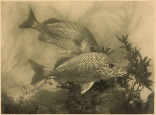 Arthur Radclyffe Dugmore - Fish