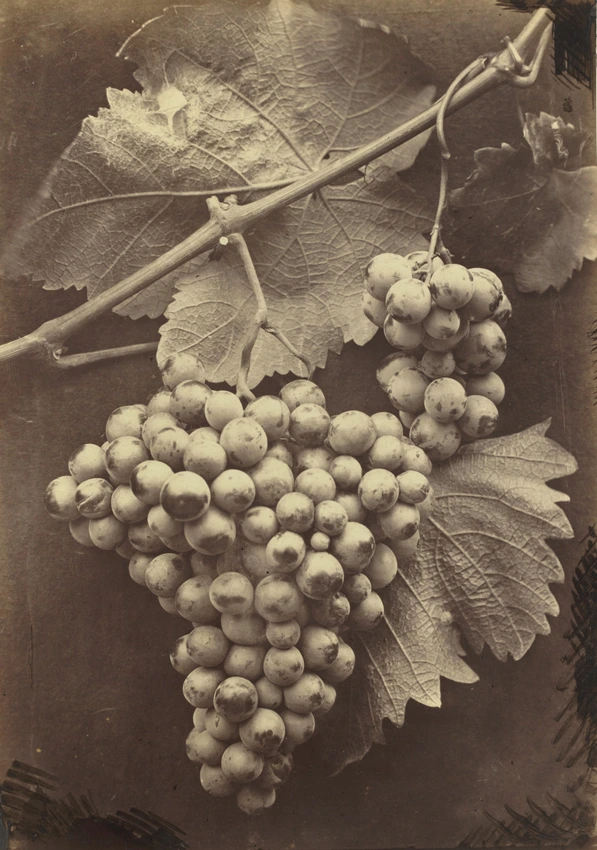 Grappe de raisins - Charles Aubry