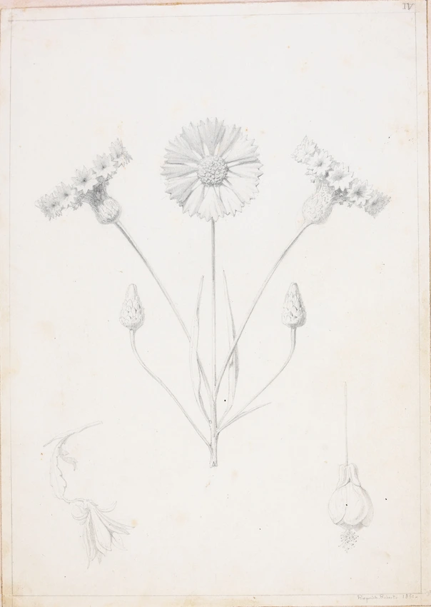 Bouquet de fleurs ornementales : oeillets - Victor Ruprich-Robert