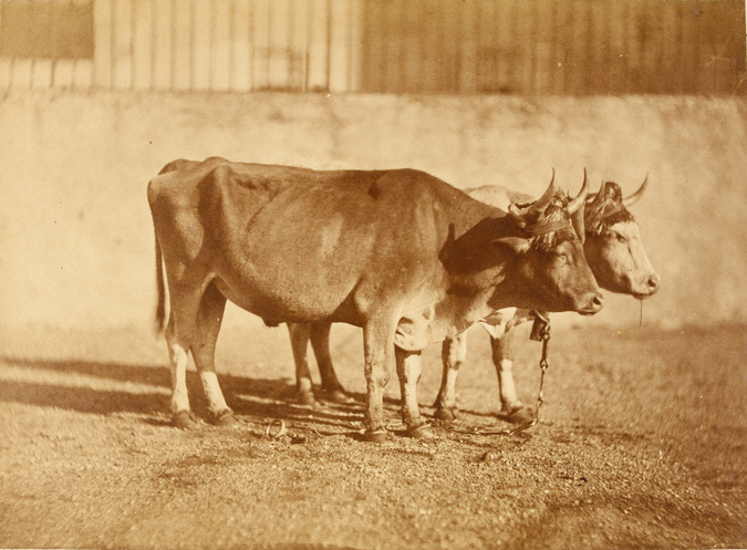 Olympe Aguado - Boeufs avec attelage