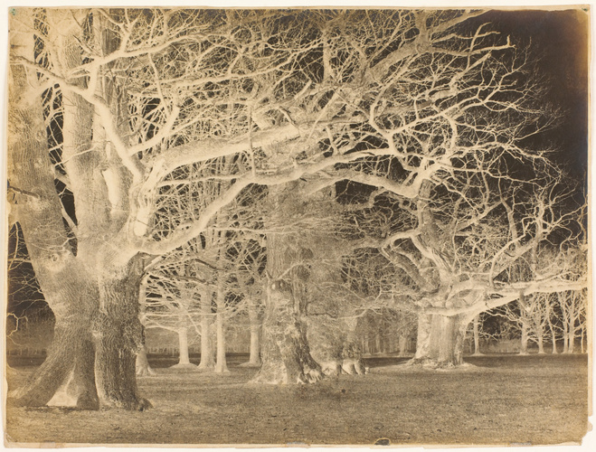 George Shaw - Forêt de chênes en hiver